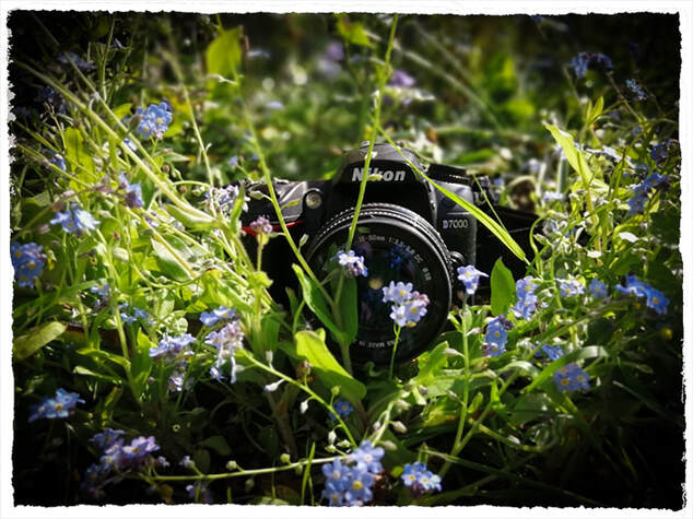 Camera in flowers